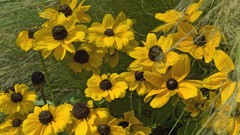 Flowers nature rudbeckia yellow flowers