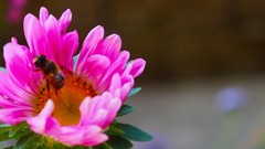 Flowers nature's prophet