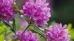 Flowers nature Scotland pink flowers