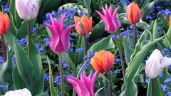 Flowers nature seasons spring