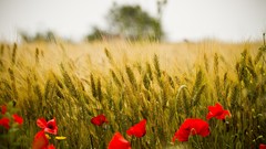 Flowers nature seasons summer Poppies Italy fields red flowers