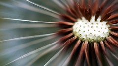 Flowers nature seeds close-up