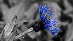 Flowers nature selective coloring