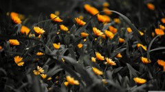 Flowers nature selective coloring