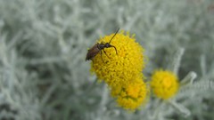 Flowers nature selective coloring