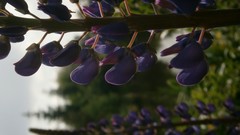 Flowers nature Sideways purple flowers