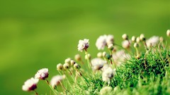 Flowers nature skies