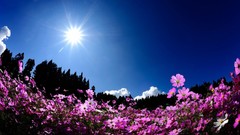 Flowers nature skies