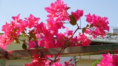 Flowers nature skies bougainvillea