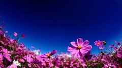Flowers nature skies cosmos flower
