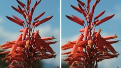Flowers nature skies stereo stereogram