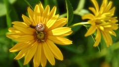 Flowers nature snails close-up yellow flowers molluscs