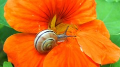 Flowers nature snails orange flowers molluscs