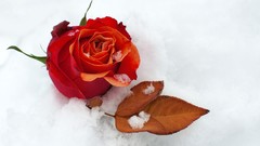 Flowers nature snow winter roses