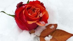 Flowers nature snow winter roses leaf red rose