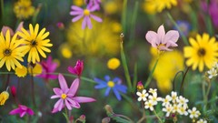 Flowers nature South Africa