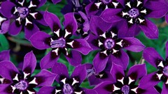 Flowers nature South Africa purple flowers Irises rare