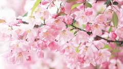 Flowers nature spring