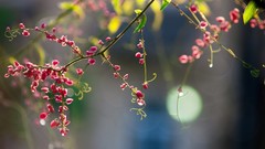 Flowers nature spring