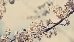 Flowers nature spring