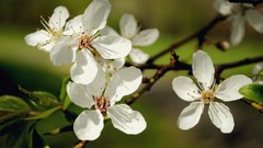 Flowers nature spring