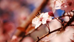 Flowers nature spring