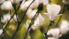 Flowers nature spring