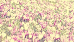 Flowers nature spring