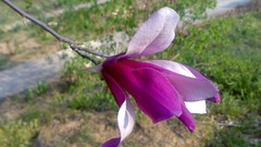 Flowers nature spring blossoms