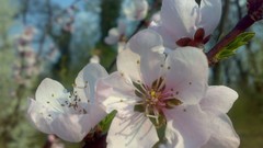 Flowers nature spring blossoms