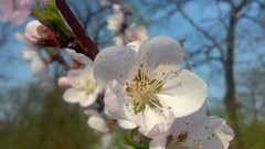 Flowers nature spring blossoms