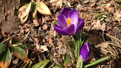 Flowers nature spring crocus