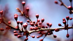 Flowers nature spring depth of field