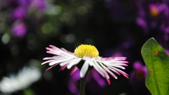 Flowers nature spring I want