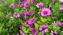 Flowers nature spring iran artwork