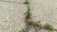 Flowers nature spring iran artwork