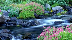 Flowers nature spring Normal