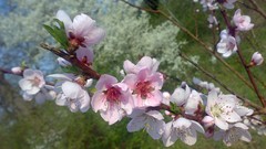 Flowers nature spring pink flowers blossoms piercings