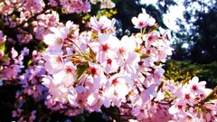 Flowers nature spring pink flowers cherry blossoms