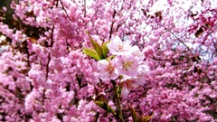 Flowers nature spring pink flowers cherry blossoms