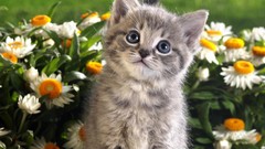 Flowers nature spring tabby