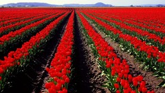 Flowers nature spring tulips fields red flowers