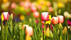 Flowers nature spring tulips multicolor