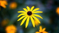 Flowers nature spring yellow flowers