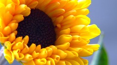 Flowers nature summer