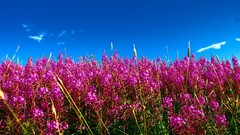 Flowers nature summer