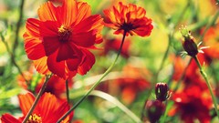 Flowers nature summer red flowers