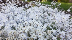 Flowers nature summer white Plants flower petals
