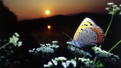 Flowers nature sun Butterflies insects