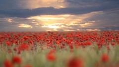 Flowers nature sun clouds Poppies red flowers depth of field